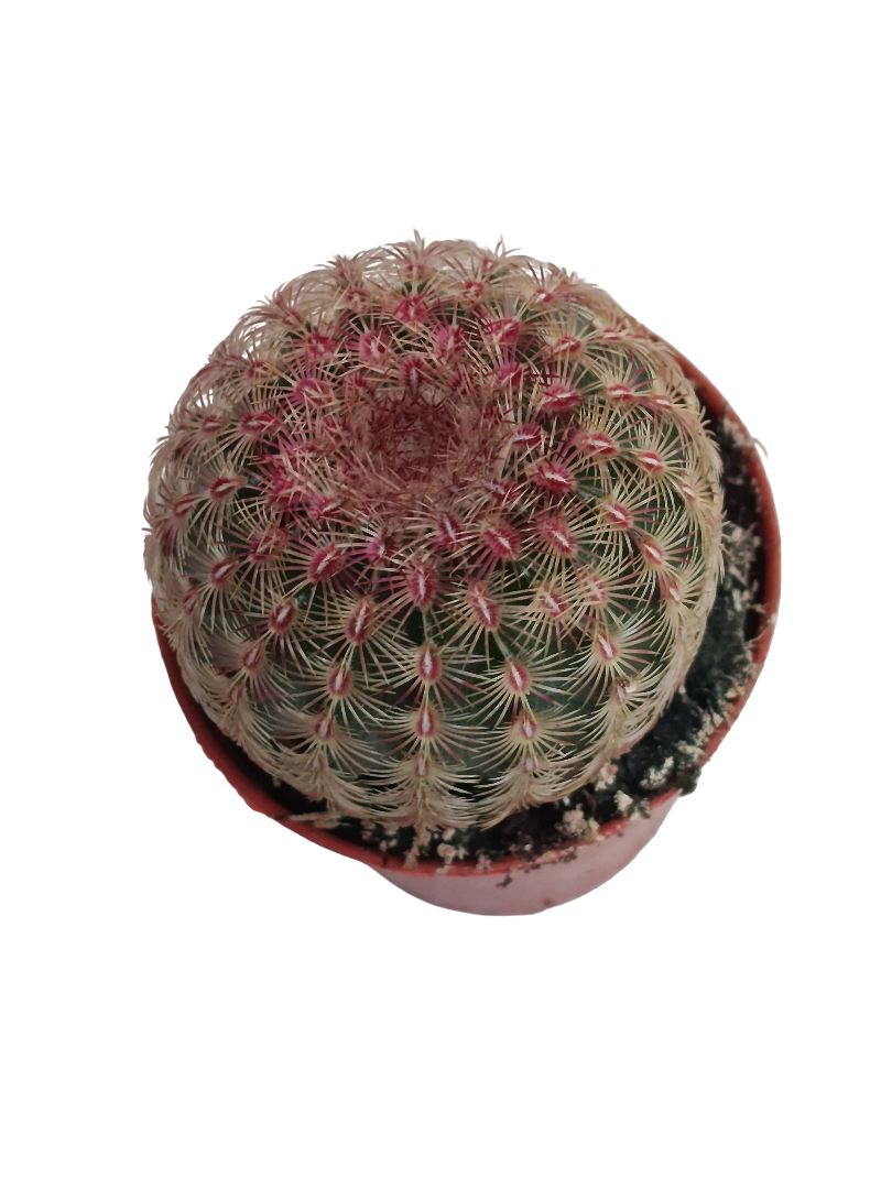 Cactus Rojo Echinocactus Rigidispinnus Ø5_0