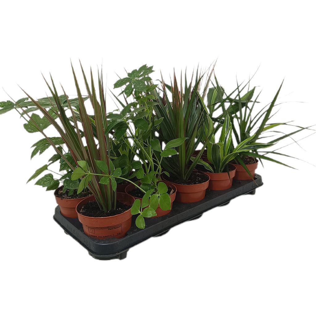 Pack De 10 Plantas De Interior M12_0