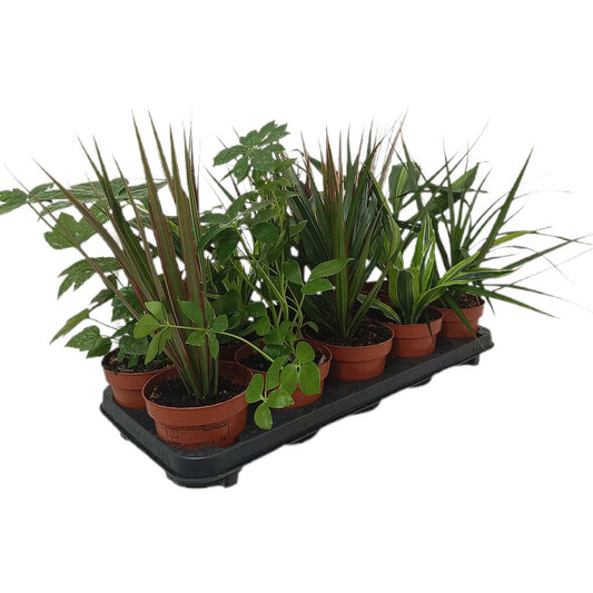 Pack De 10 Plantas De Interior M12_0