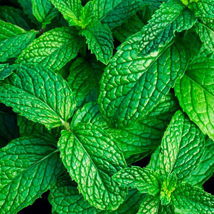 Pack Ahorro 2x Fragancia Lámpara Catalítica: 1 Aroma Mountain Mint 500ml + Limpiador Neutro 200ml_2