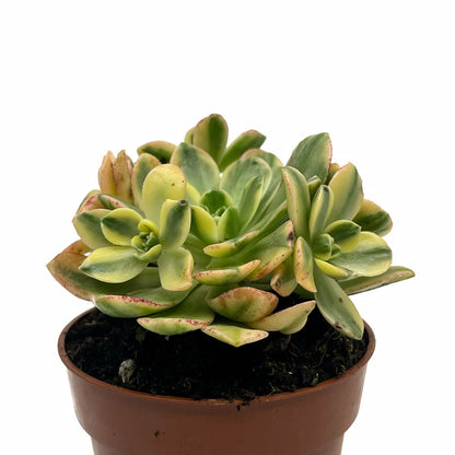 Aeonium Sweet Tea Cactus Y Suculentas M8,5 cm Ø_1