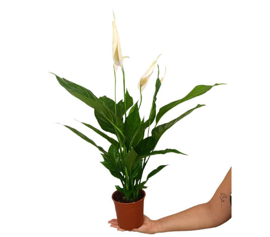Spathiphyllum M14 50cm_0