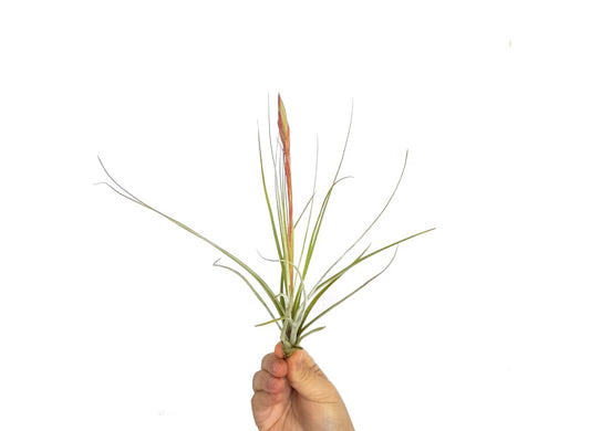 Tillandsia Costaricensis_0