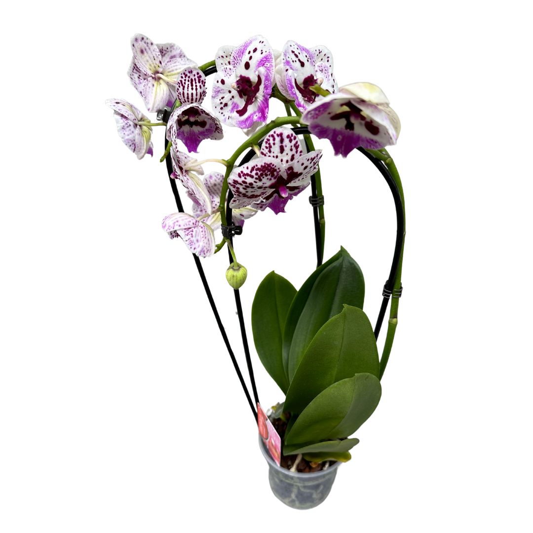 Orquídea Arco O Phalaenopsis Arco Las Reinas De La Decoración De Interior_0