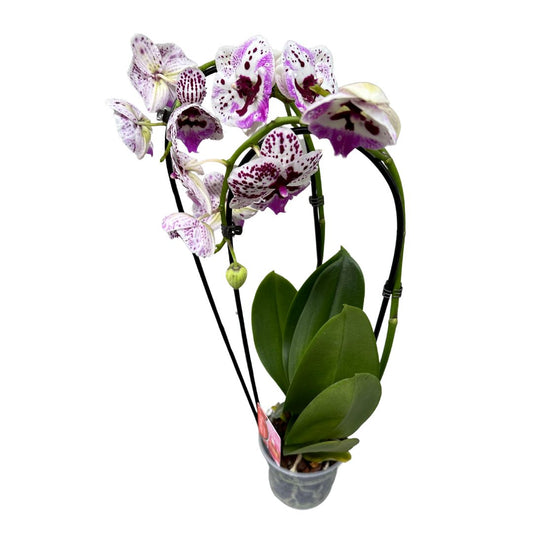 Orquídea Arco O Phalaenopsis Arco Las Reinas De La Decoración De Interior_0