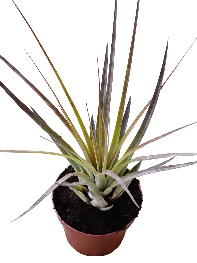 Tillandsia Fasciculata Grande 20 Cms Planta_0
