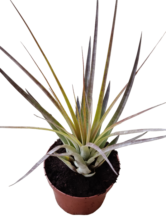 Tillandsia Fasciculata Grande 20 Cms Planta_0