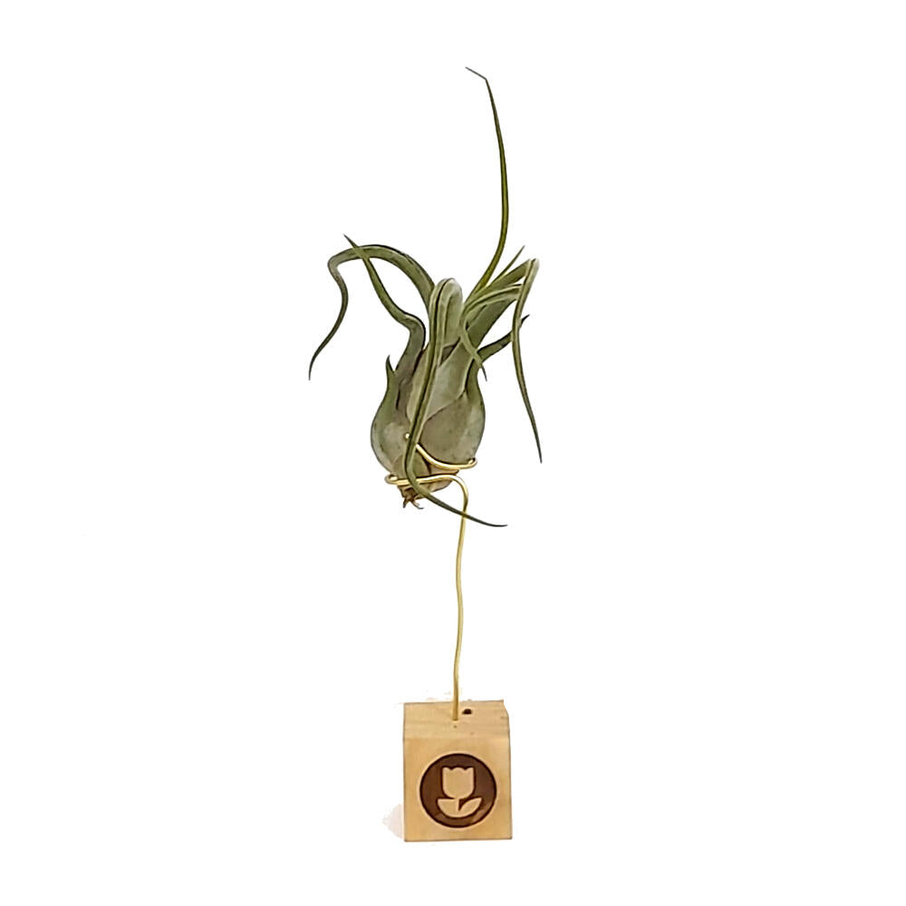 Tillandsia Caput Medusae 13cm Alto X 10cm Ancho_1
