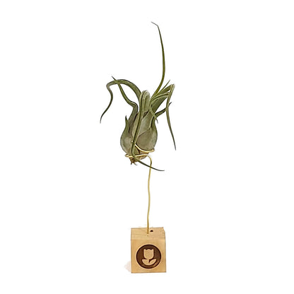 Tillandsia Caput Medusae 13cm Alto X 10cm Ancho_1