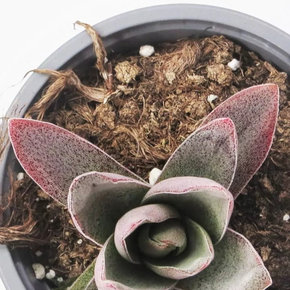 Crassula 'garnet Lotus'; Planta Suculenta, Planta De Colección; Curiosarium; Diámetro Maceta 10,5 Cm_2