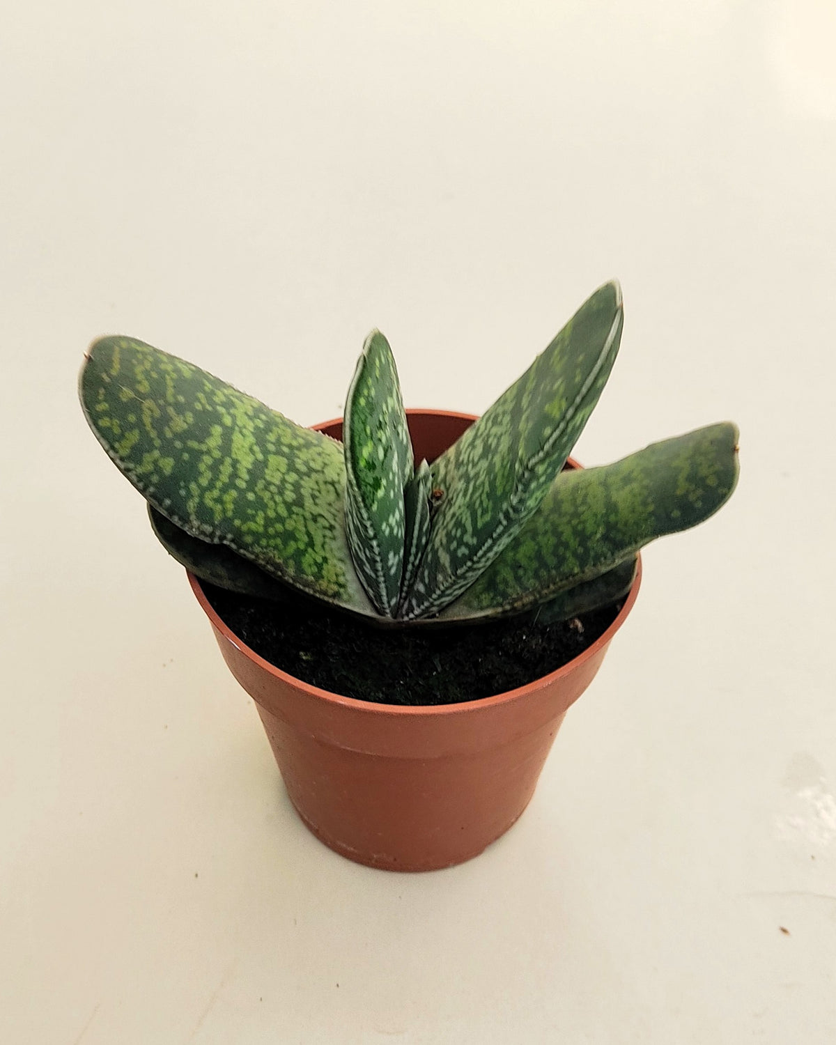 Gasteria Sp. (gasteria); Planta Suculenta; Curiosarium; Diámetro Planta 12-14 Cm, Diámetro Maceta 8,5 Cm_5