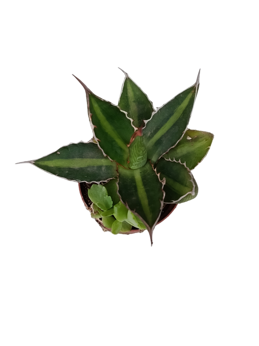 Agave Univitatta Splendida Planta Suculenta Ø5_0