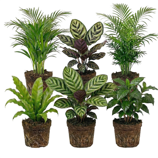 Plantas Purificadoras De Aire - 6 Unidades - Ø12 Cm - Fácil Cuidado_0