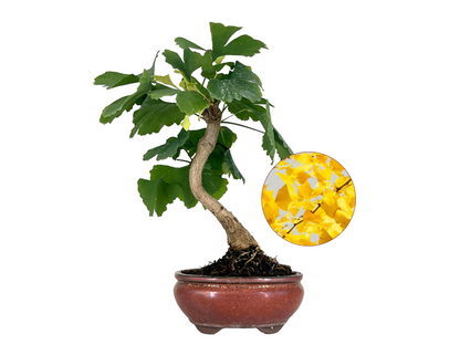 Bonsái Ginkgo Biloba 7 Años_0