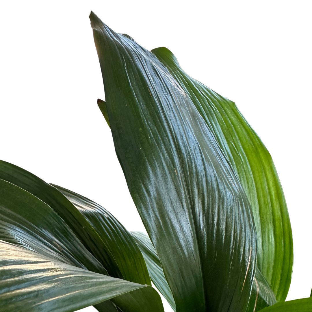 Aspidistra Elatior O Planta Oreja De Burro_1