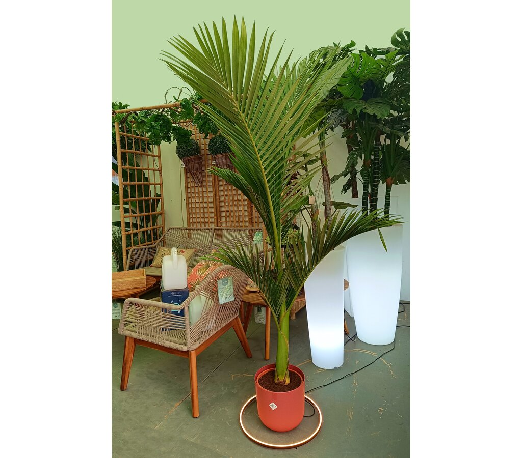 Archontophoenix Alexandrae M24 140-160cm (palmera De Alejandría)_1