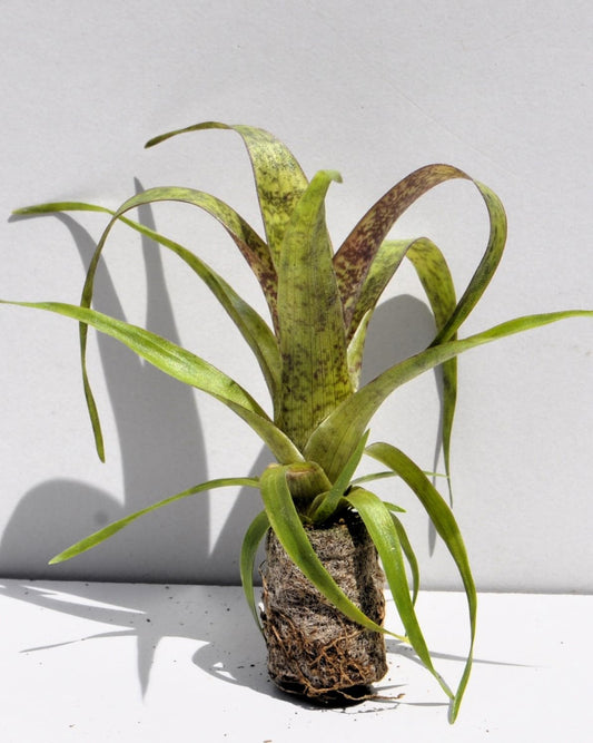 Vriesea 'Red Chestnut' [mini]; bromelia, castaño rojo; Curiosarium; altura 10-15 cm, diámetro 12 cm, sin sustrato_0