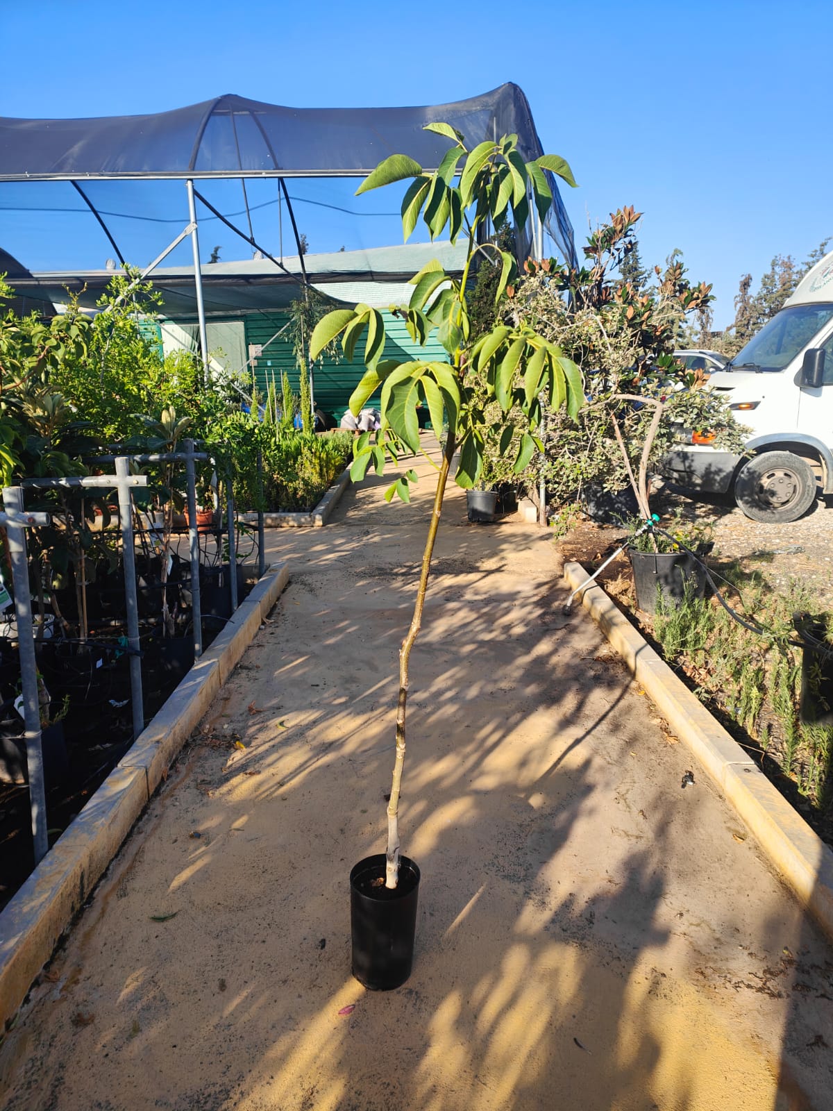 Nogal Injertado Maceta_1