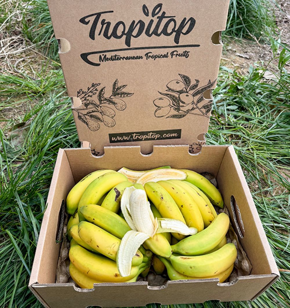 Caja De Plátanos De Canarias Tropitop Caja De 2kg_4