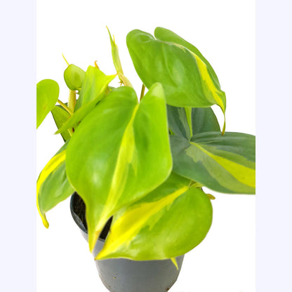 Philodendron Brasil M12_1