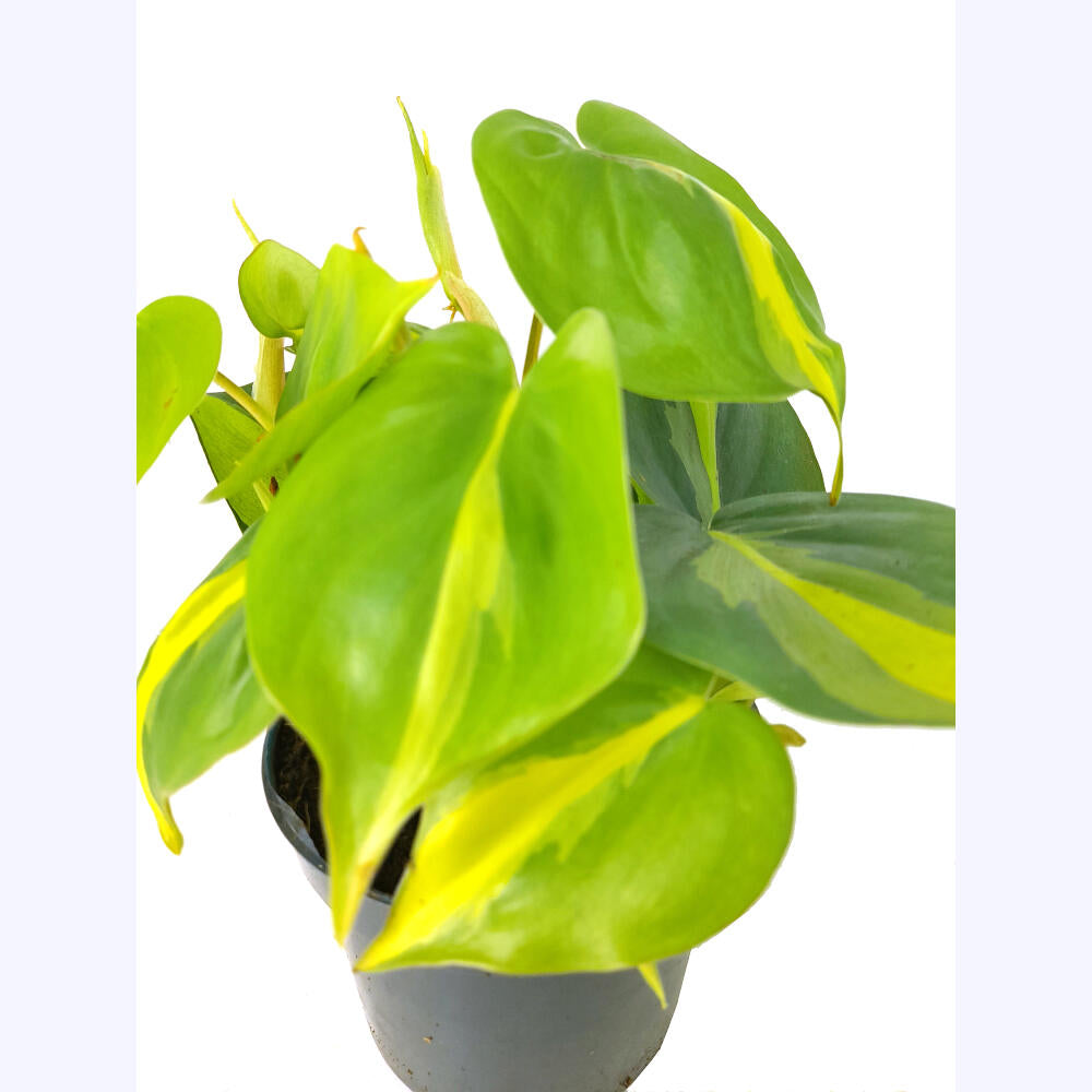 Philodendron Brasil M12_2