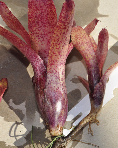Neoregelia 'Red Waif'; bromelia colorida, ideal para terrarios; Curiosarium; altura 14 cm, diámetro 10 cm, sin sustrato_5