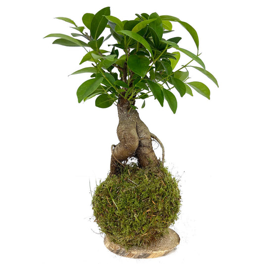 Kokedama Ficus Ginseng 30cm_0