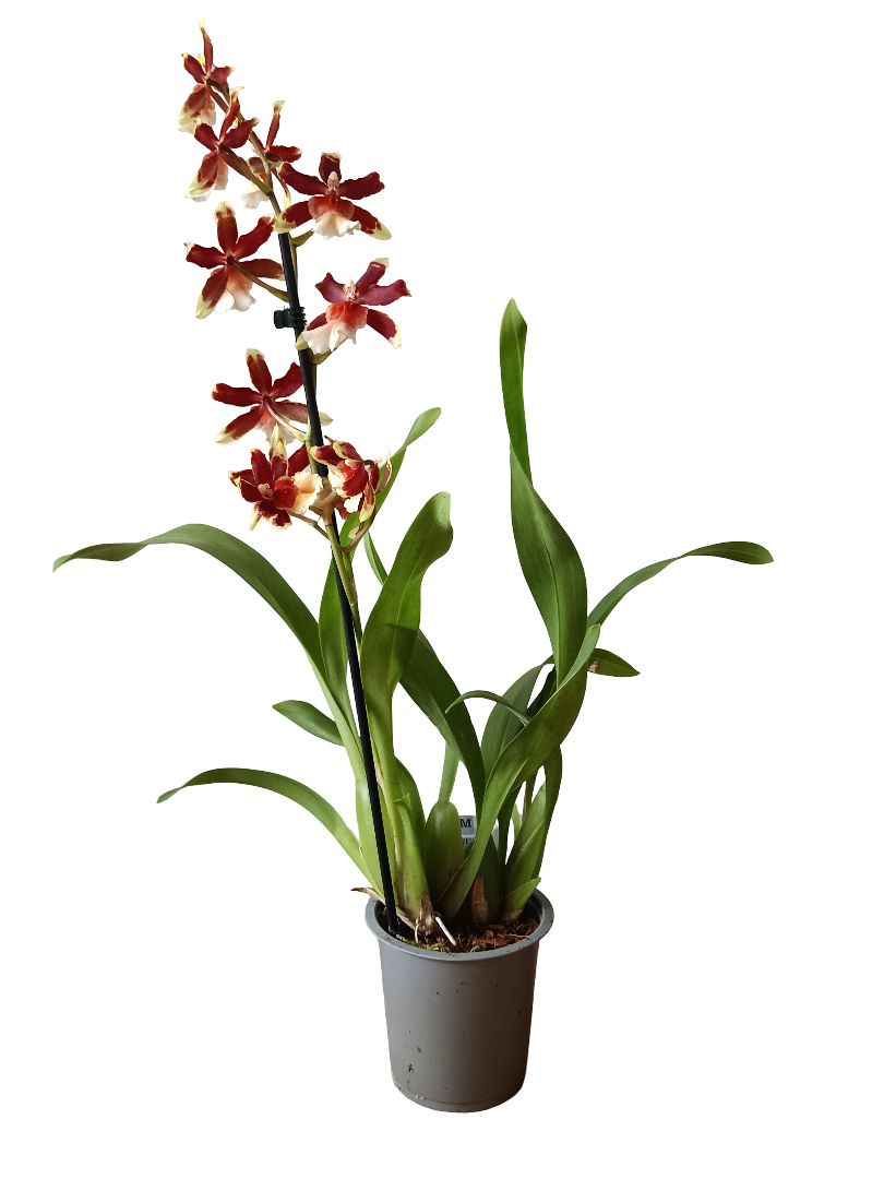 Orquidea ALEATORIA De Color Surtido Ø9-12 - 30-60 Cm - Sin Flor_0