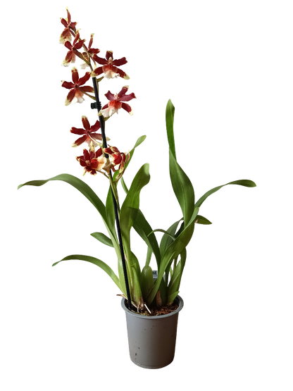 Orquidea ALEATORIA De Color Surtido Ø9-12 - 30-60 Cm - Sin Flor_0