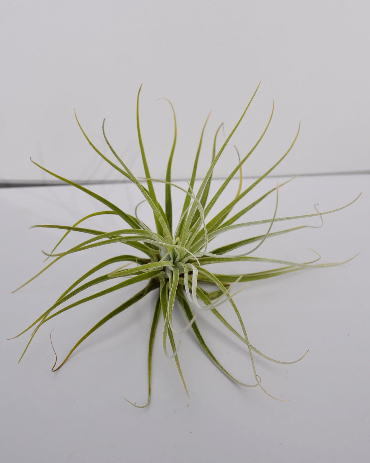 Tillandsia velickiana (= T. feldhoffii); planta del aire verde grisácea; Curiosarium; altura 12-15 cm, diámetro 15-20 cm_2