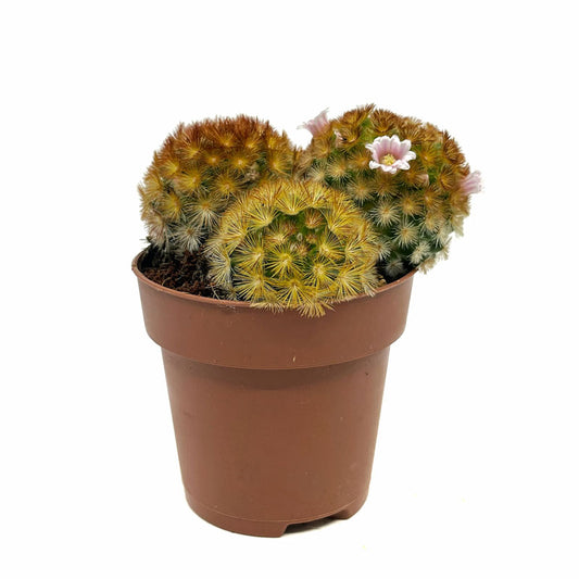 Mammillaria Carmenae Var. Rubrispina Cactus Y Suculentas M8,5 cm Ø_0