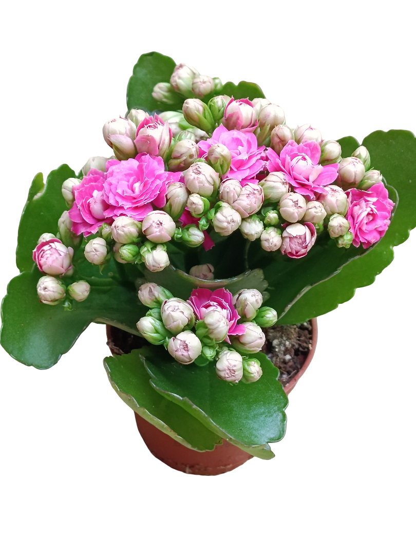 Kalanchoe Blossfeldiana Flor Rosa Ø6 Planta De Interior_0
