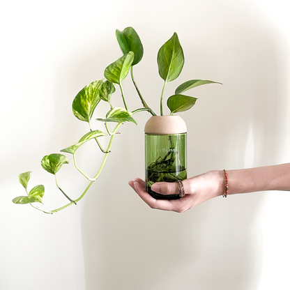 Macetero Transparente Citysens Con Soporte De Pino – Verde, Vidrio Reutilizado Y Biofilamento De Madera 3d_2