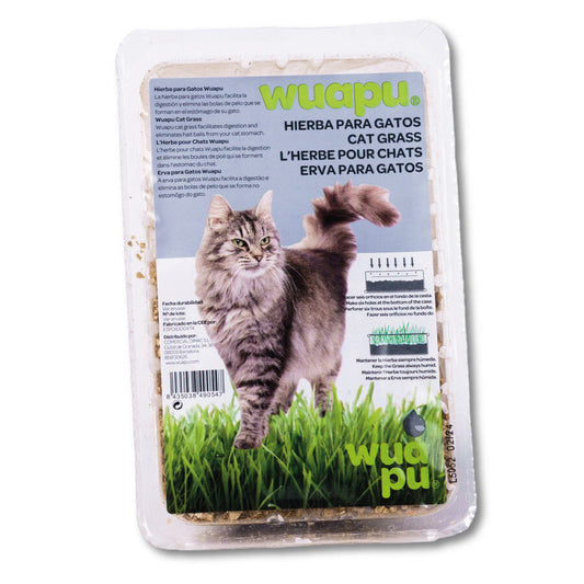 Semillas De Hierba Para Gato En Recipiente De Cultivo, Ideal Para La Purga De Los Gatos De Interior_0