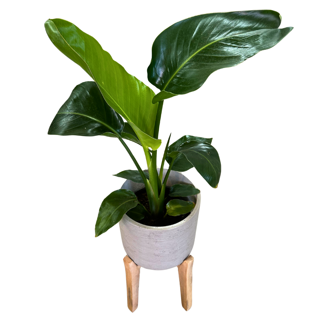 Strelitzia Augusta Planta De Jardín (strelitzia Nicolai) Maceta 20cm_1