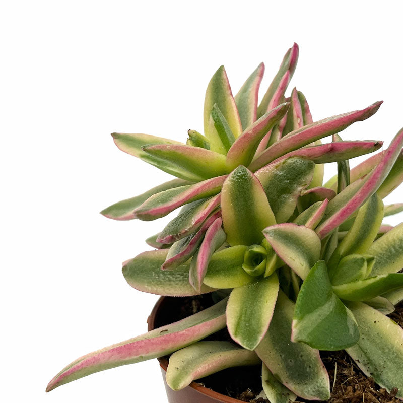 Crassula Capitella 'campfire' Variegata Cactus Y Suculentas M8,5 cm Ø_2