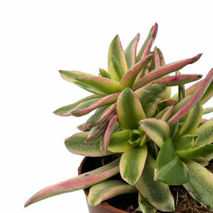 Crassula Capitella 'campfire' Variegata Cactus Y Suculentas M8,5 cm Ø_2