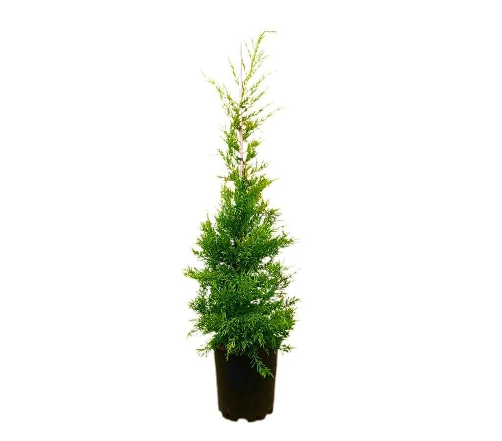 Cupressus Goldcrest Injertado M25 120-140cm_0