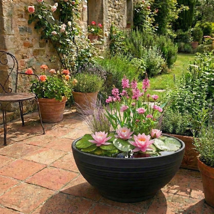 Mini Plantas Estanque Set Rosa - 4 Plantas Cesta Sustrato Abono_1