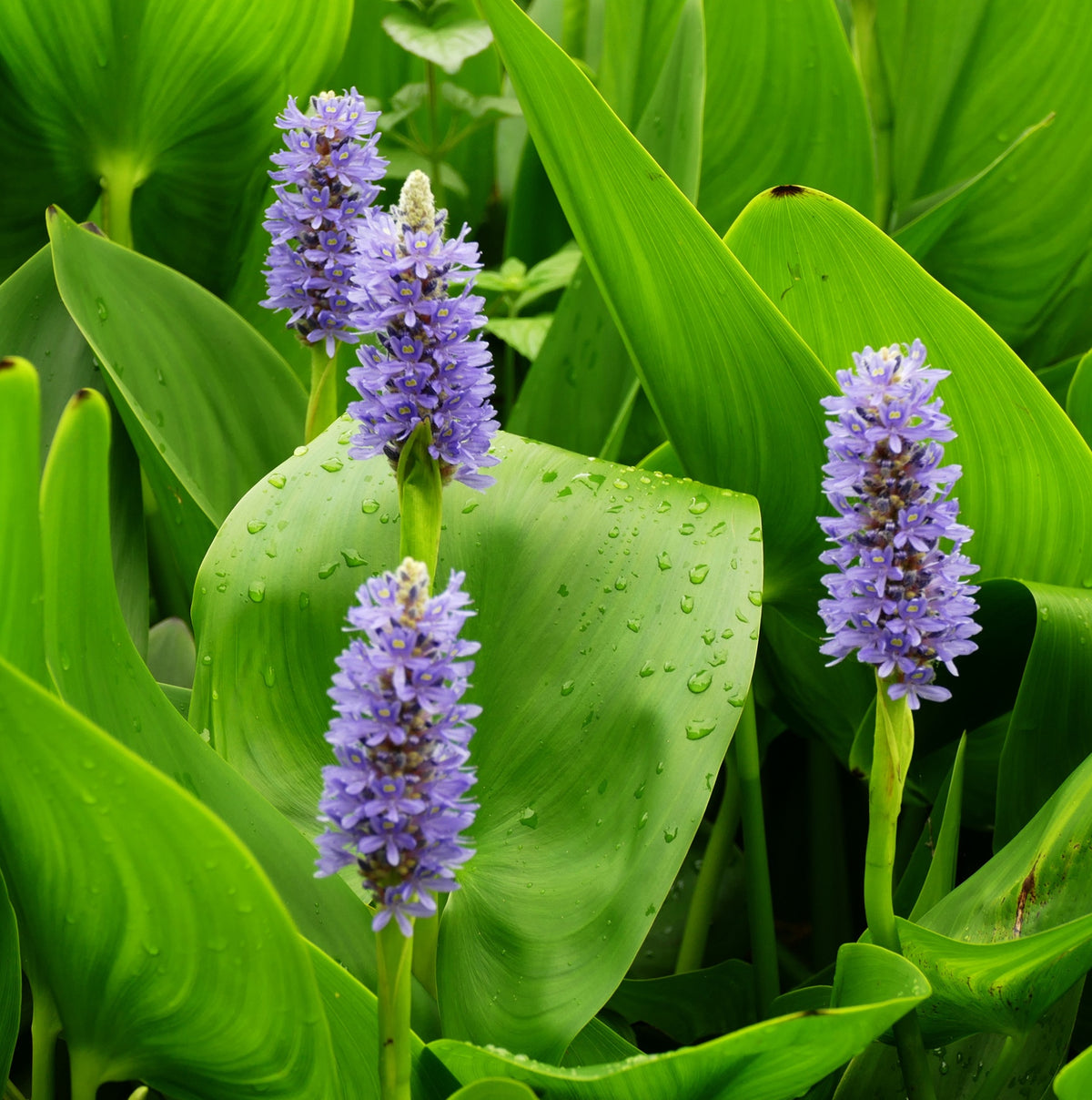 Pontederia - Pontederia Cordata - 12 Plantas_2