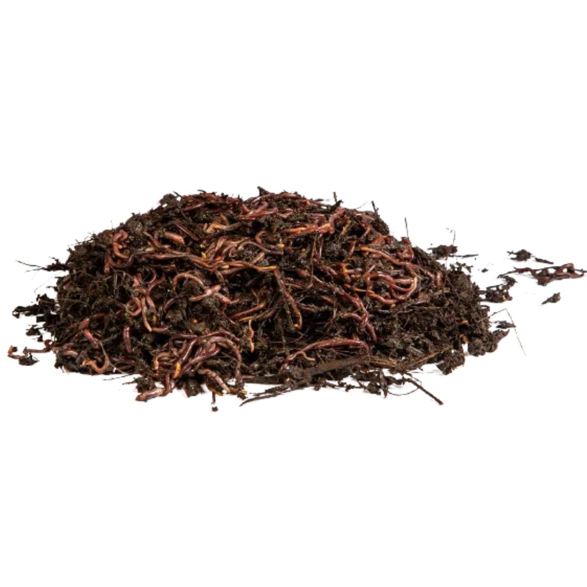 Lombrices rojas californianas para vermicompost Multihuerto 500 ud