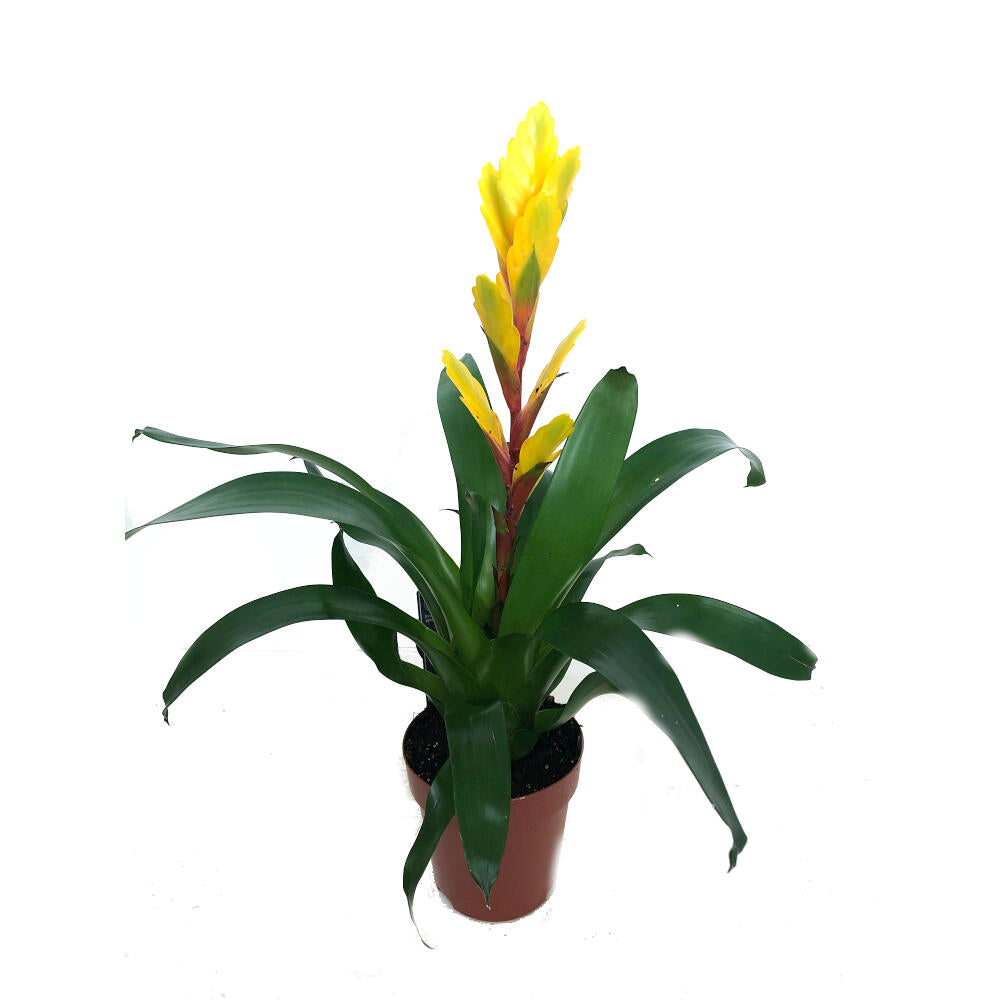 Vriesea Variada M12 45cm_1