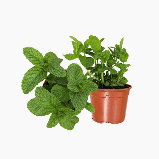 Maceta Menta Piperita 10,5 Cm - Plantabo_0