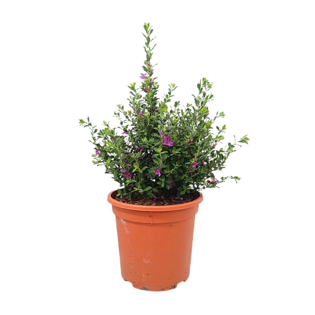 Leucophyllum Frutescens M25_0