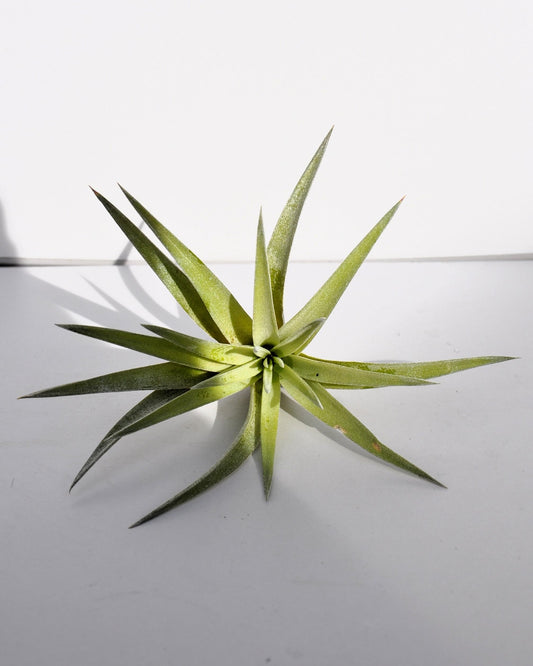Tillandsia plagiotropica; planta del aire verde plateada; Curiosarium; altura 10-12 cm, diámetro 12-15 cm_0