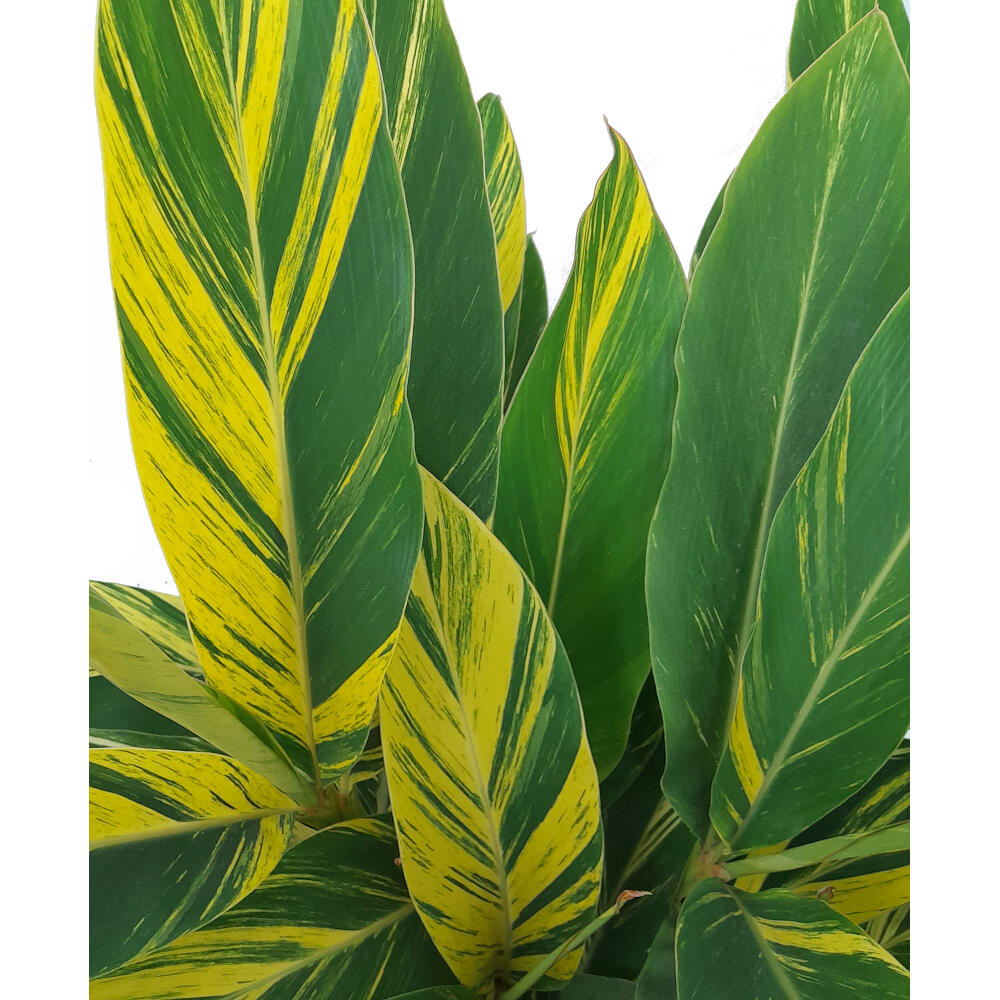 Alpinia Zerumbet Variegata M30 90cm (jengibre Variegado)_2