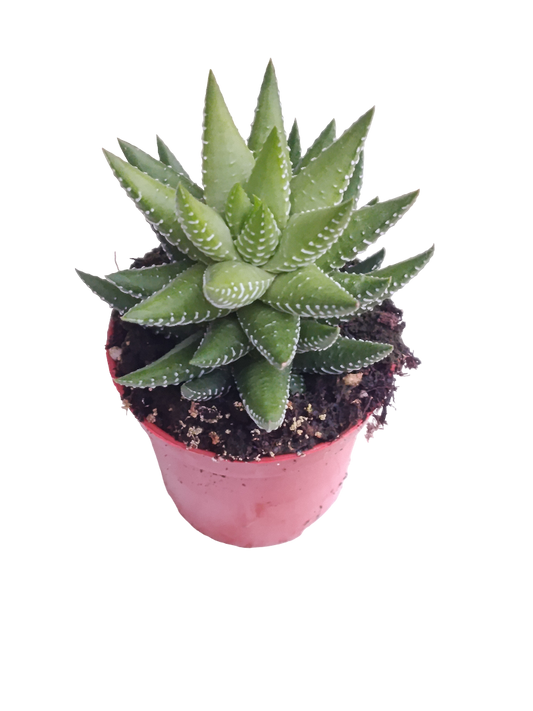 Haworthia Fasciata Planta Suculenta Ø5 Cm_0