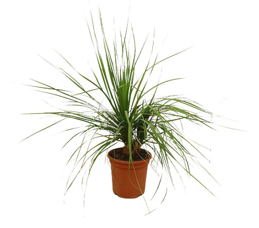 Beaucarnea Recurvata M24 100cm (pata De Elefante)_0