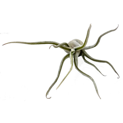 Tillandsia Caput Medusae 13cm Alto X 10cm Ancho_2