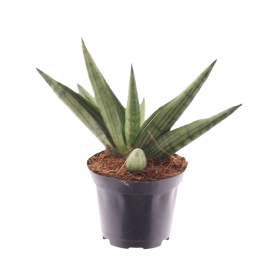 Planta Natural Sansevieria 'helios Dwarf' 1 Ud Ø 7 Alt. 20_0